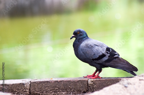 Blurred image of a dove standing on the block wall with pool background