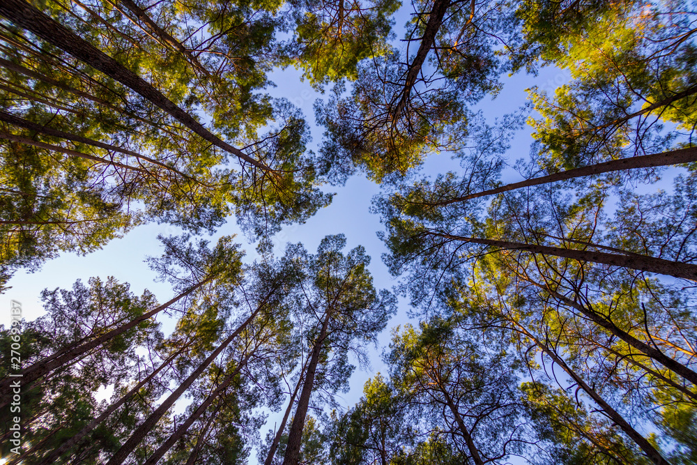 Obraz premium Tall trees stretching into the sky