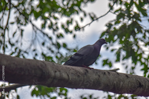 The gray dove standing on the tree with green leaf and blue sky, blur image
