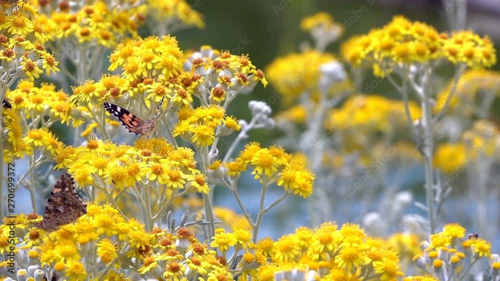 Butterfly named Vanessa Cardui on Yellow Flowers 