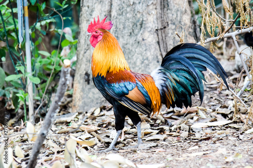 Canvas Print Colorful jungle fowl walking on dried leaves in forest, blur image