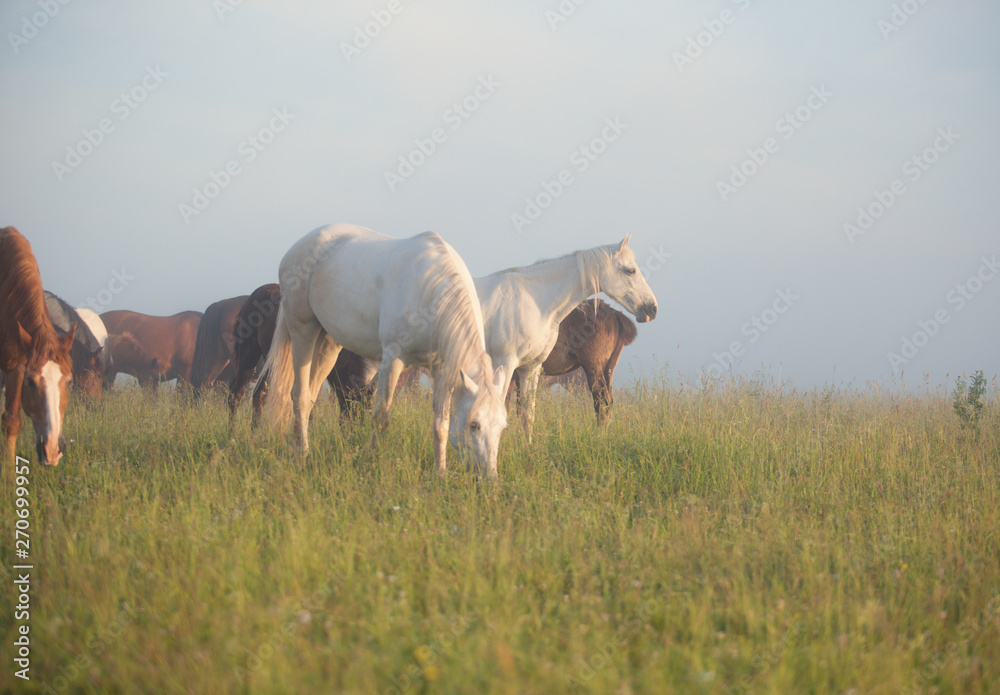 Fototapeta premium horses grazing in field