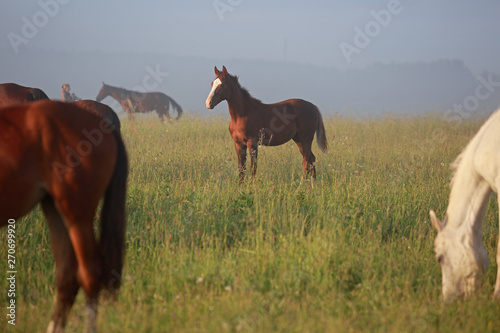 horses on a pasture