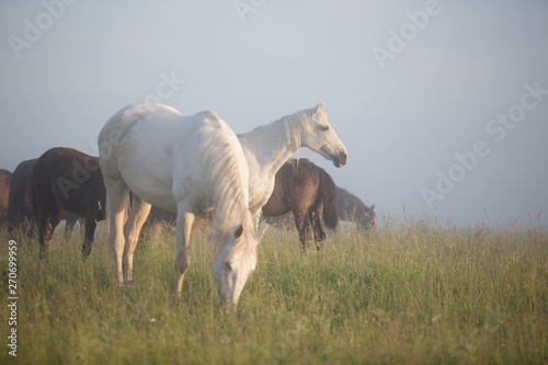 Fototapeta Naklejka Na Ścianę i Meble -  herd of horses in field