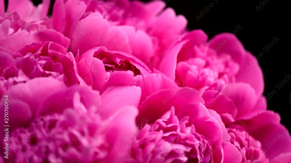Beautiful pink peony flowers opening. Blooming bouquet of peonies opening closeup over black. Timelapse 4K UHD video footage. 3840X2160 Beautiful pink peony flowers opening. Blooming bouquet of peonies opening closeup over black. Timelapse 4K UHD video footage. 3840X2160