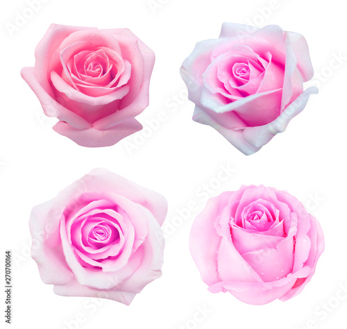 Collection of pink rose isolated on white background  soft focus and clipping path.