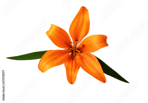 lilium or lily flower orange color isolated on white clipping path included