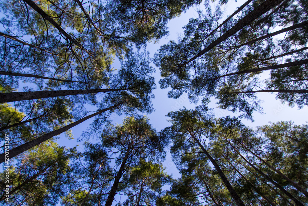 Fototapeta premium tall trees stretching into the sky