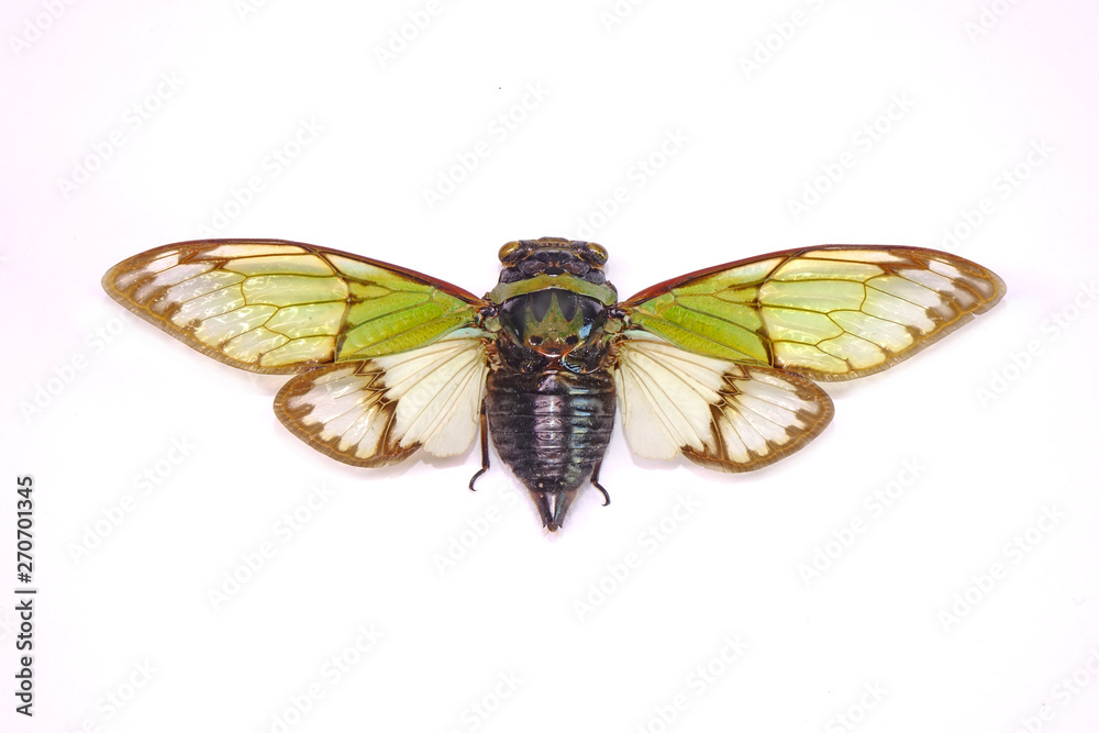 Obraz premium Cicadas : Odd green glasswing Alien head cicada (Salvazana mirabilis). One of world most famous and beautiful cicadas from Thailand. Butterfly wings cicada isolated on white background