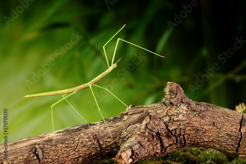 Stick insect or Phasmids (Phasmatodea or Phasmatoptera) also known as walking stick insects, stick-bugs, bug sticks or ghost insect. Stick insect camouflaged on tree. Selective focus, copy space