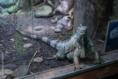 iguana on tree