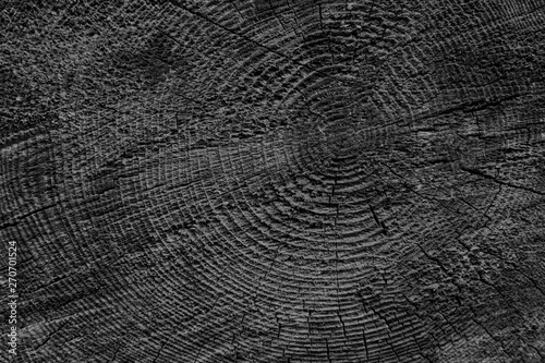 Wood texture of cut tree trunk
