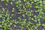 Limnobium laevigatum in the pond.