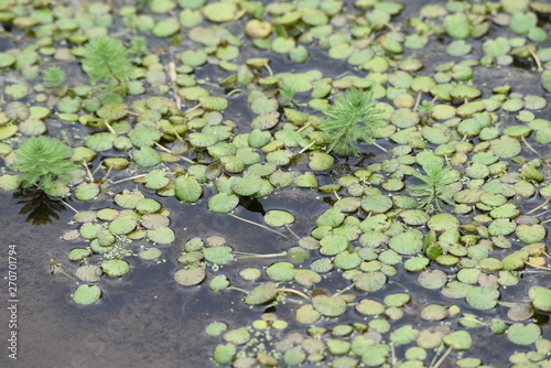 Limnobium laevigatum in the pond. © tamu