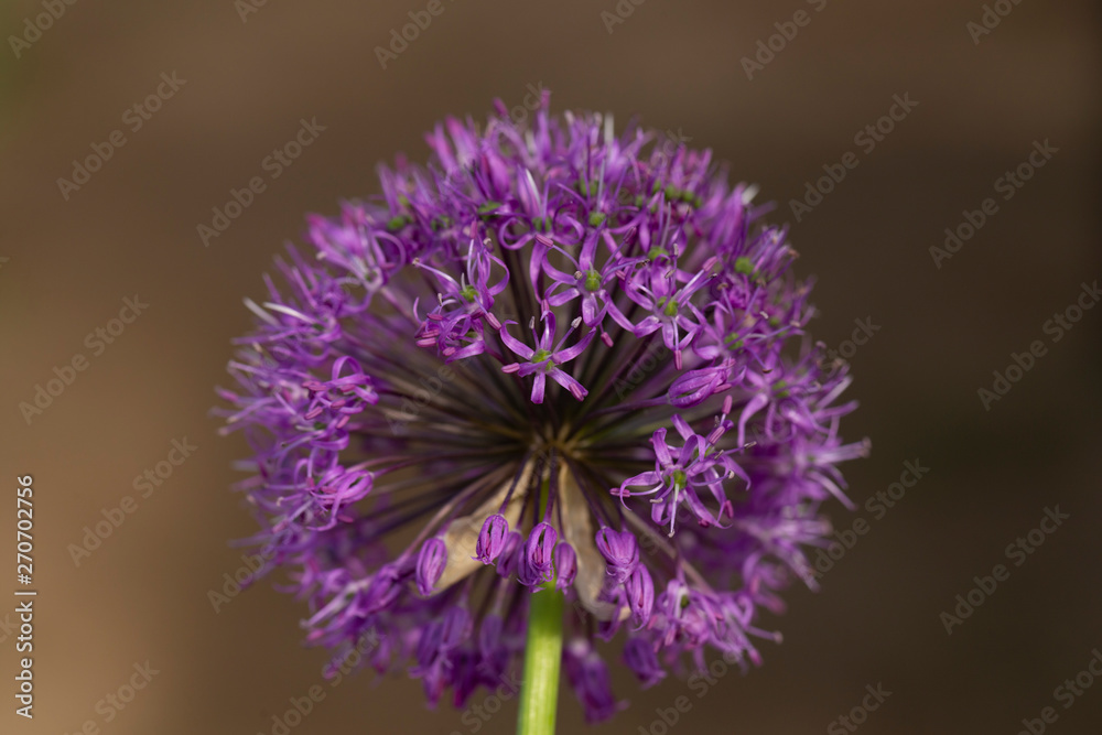Purple Sensation Allium. Unique, globe-shaped blooms are made up of hundreds of tiny flowers. Purple Sensation Allium. Unique, globe-shaped blooms are made up of hundreds of tiny flowers.