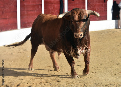 toro español en la plaza de toros