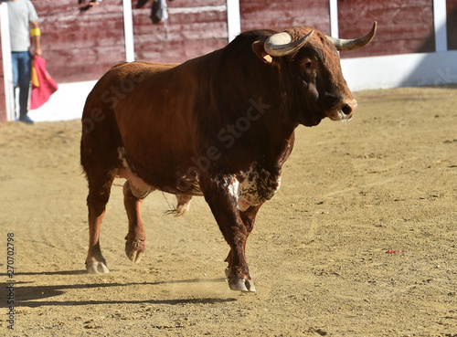 toro español corriendo en plaza de toros