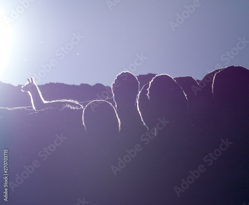 Landscape with Alpaca in Peru photo