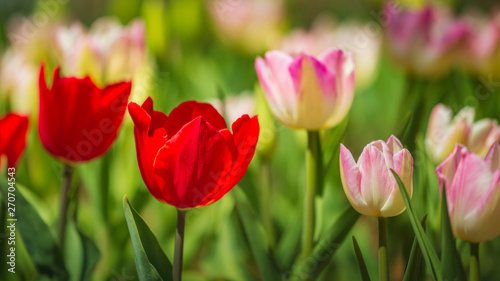 lose up colorful fresh Red Pink Yellow tulips flower in Spring and Soft background