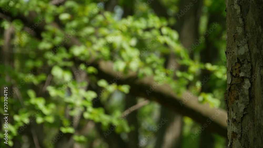 green leaves of a tree