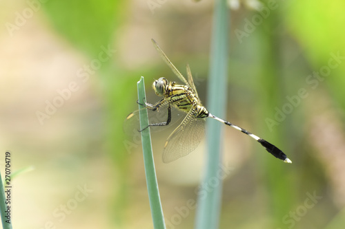 Dragonfly wings close-up in summer garden background.