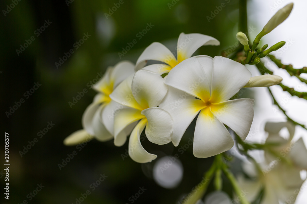 Fototapeta premium White Plumeria flower on the tree
