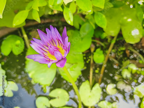 Purple lotus bloom in the big pool in the rainy season.2