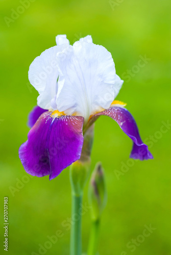 Blooming Iris Mrs. Andris photo