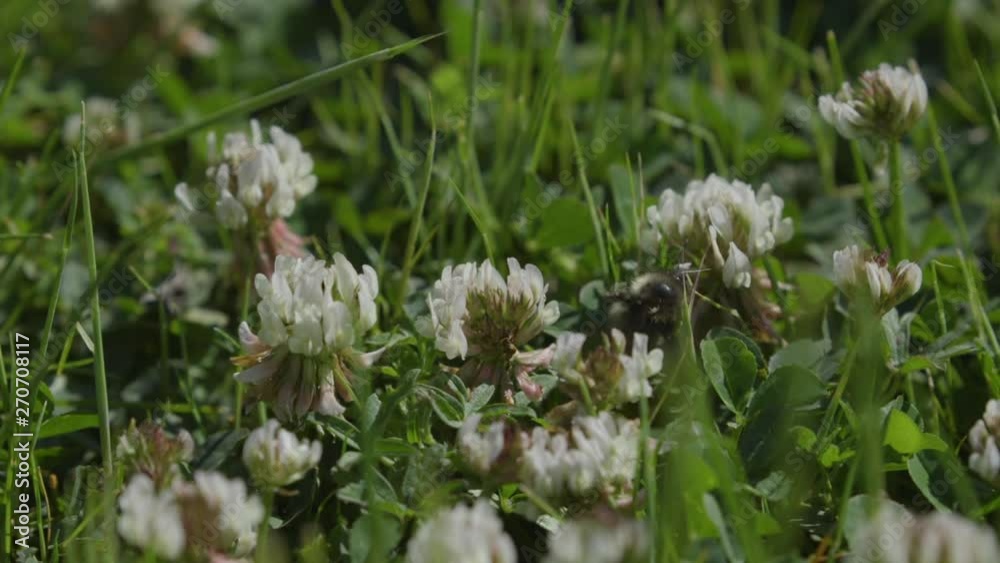 Bee buzzing around white clover flowers. 10 sec/24 fps Version 3 Bee buzzing around white clover flowers. 10 sec/24 fps Version 3
