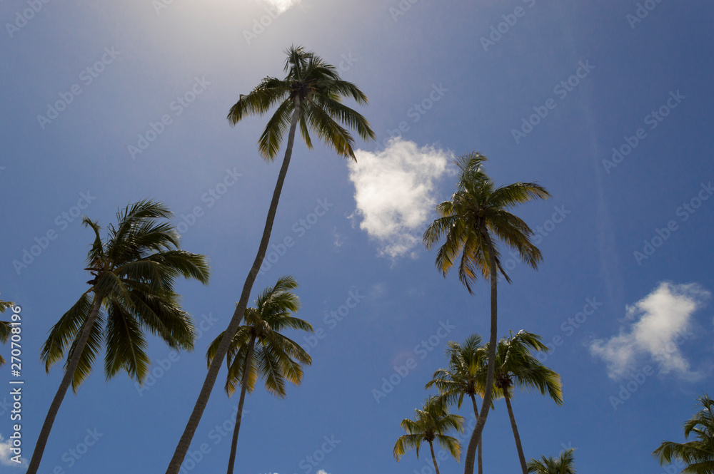 Fototapeta premium palms