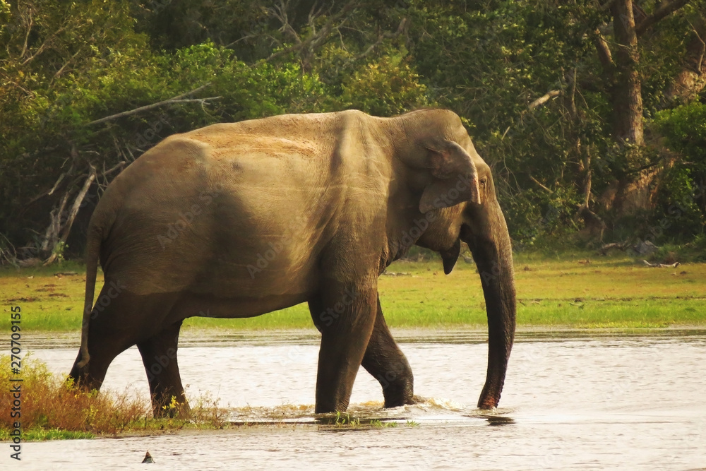 Asian elephant in a lake. Yala national park.