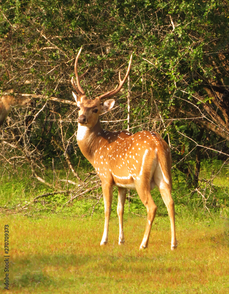 Fototapeta premium Axis deer in the jungle. common spotted deer.