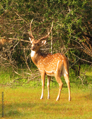 Axis deer in the jungle. common spotted deer.