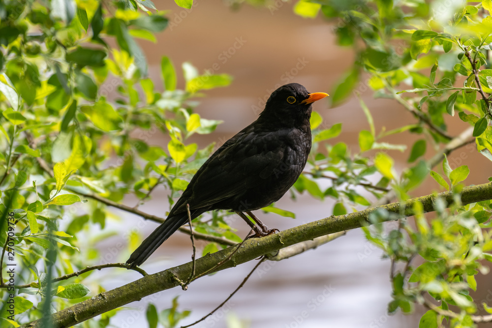 Common blackbird (Turdus merula) perched on a tree branch Common blackbird (Turdus merula) perched on a tree branch