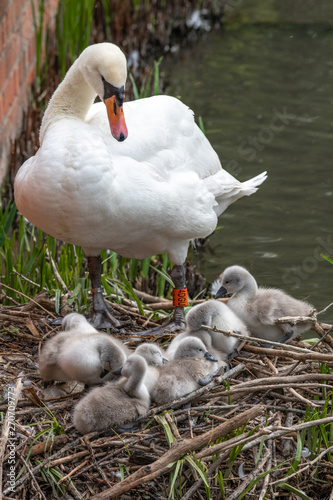 Fototapeta Naklejka Na Ścianę i Meble -  Mute swan (Cygnus olor) with cygnets on the nest