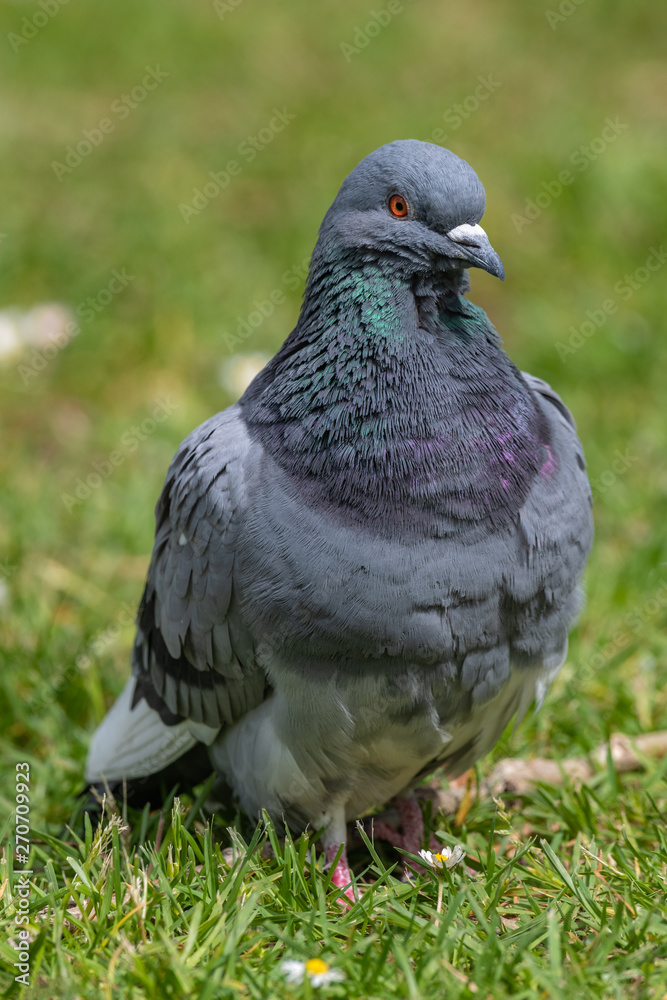 Fototapeta premium Feral pigeons (Columba livia domestica) on a grass