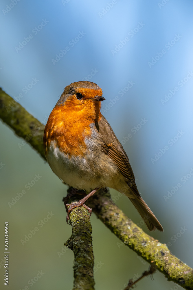 European robin (Erithacus rubecula) European robin (Erithacus rubecula)