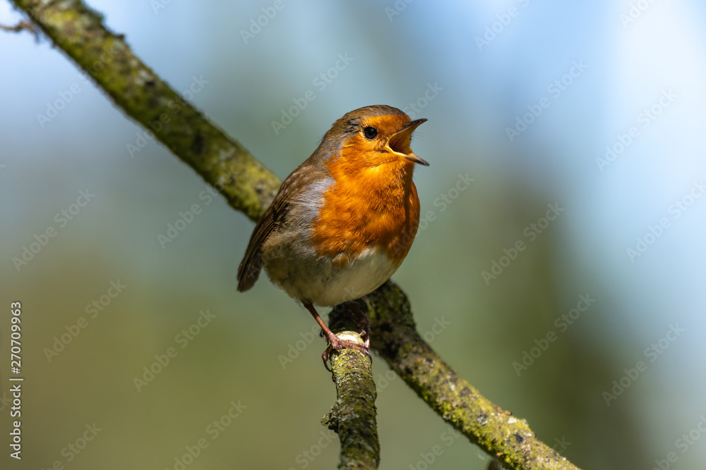 European robin (Erithacus rubecula) European robin (Erithacus rubecula)
