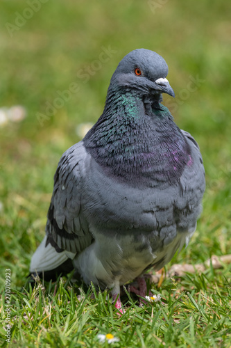 Feral pigeons (Columba livia domestica) on a grass