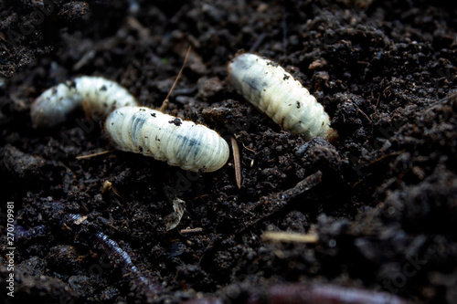 beetle lavas on soil , group of larvas on soil , fat insect larvae