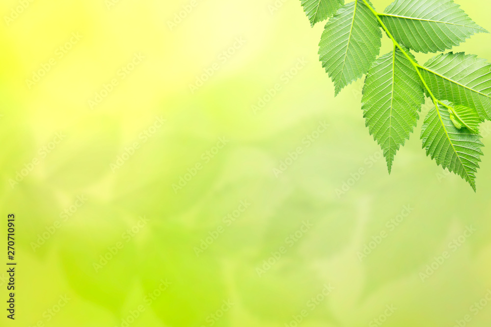 Branch with green leafs on defocused background (the depth of field is ultra shallow). Branch with green leafs on defocused background (the depth of field is ultra shallow).