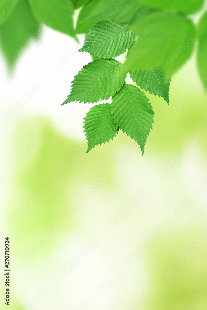 Branch with green leafs on defocused background (the depth of field is ultra shallow). Branch with green leafs on defocused background (the depth of field is ultra shallow).