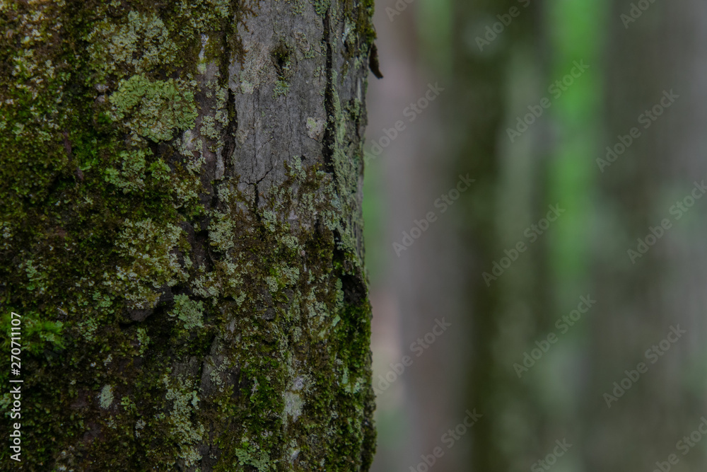 Obraz premium Moss Covered Tree in The Forest up Close
