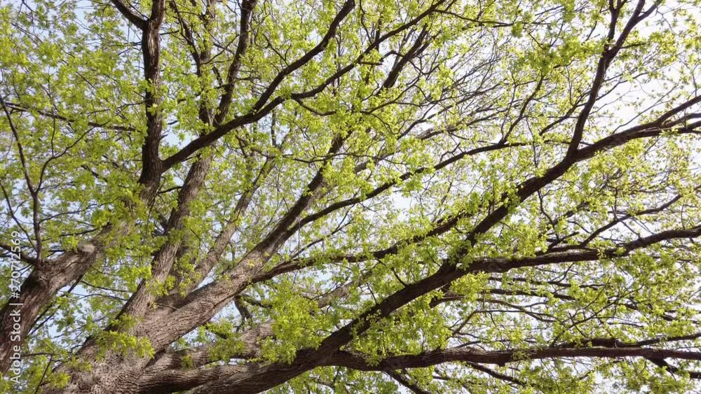 Walking under large tree, with liveful colors. Slowmotion footage, angle pointing upwards. Walking under large tree, with liveful colors. Slowmotion footage, angle pointing upwards.