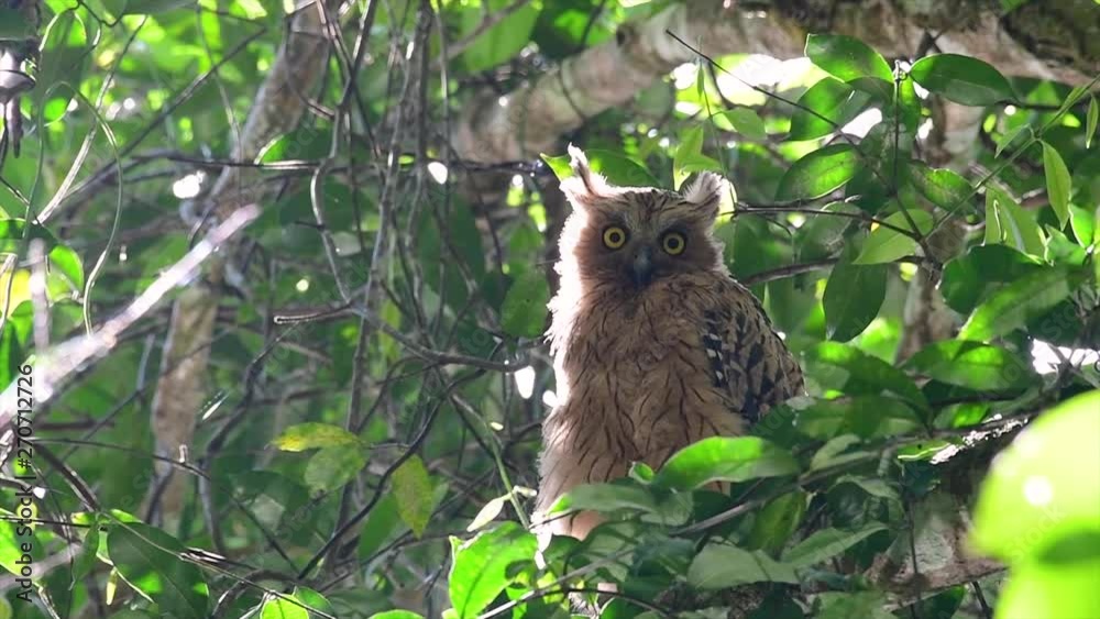 The Buffy Fish Owl is a big owl and yet the smallest among the four Fish Owls; it is quite an amusing bird with its horns standing made of feathers and the eyes are heavy yellow. The Buffy Fish Owl is a big owl and yet the smallest among the four Fish Owls; it is quite an amusing bird with its horns standing made of feathers and the eyes are heavy yellow.