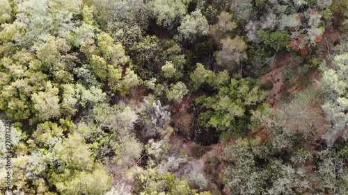 Downward drone shot of green forest. photo