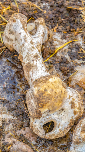Vertical Bones of a dead animal isolated against a muddy and dirty ground