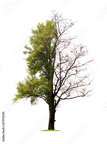 Concept of doubleness. Dead tree on one side and living tree on the different side. Isolated on white background. photo