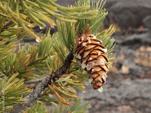 Принти на полотні Limber Pine (Pinus flexilis) cone on a tree in Craters Of The Moon National Monu