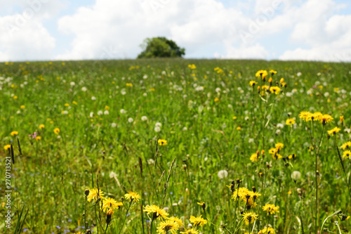 Flower meadow with tree in the background